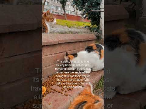 The ability of a cat to find its way home is called “psi-traveling.”
