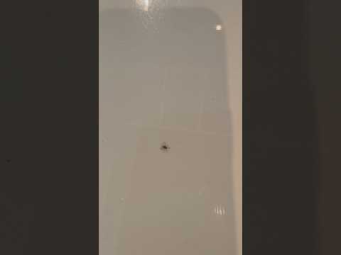 Say hello to Spidey, our new desk mascot! #blazetv