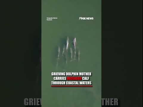 WATCH: Dolphin carries deceased calf through coastal waters #shorts #foxnews #us