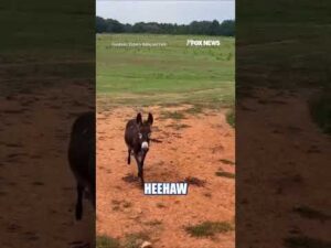 Family DEMANDS justice after police shoot baby donkey #shorts #us #news #foxnews